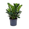 Zamioculcas Zamiifolia medium