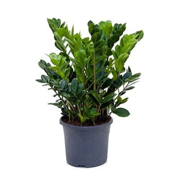 Zamioculcas Zamiifolia medium