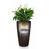 Bonsai Luxius in watergevende pot Rondo