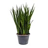 Sansevieria Kirkii Toef large