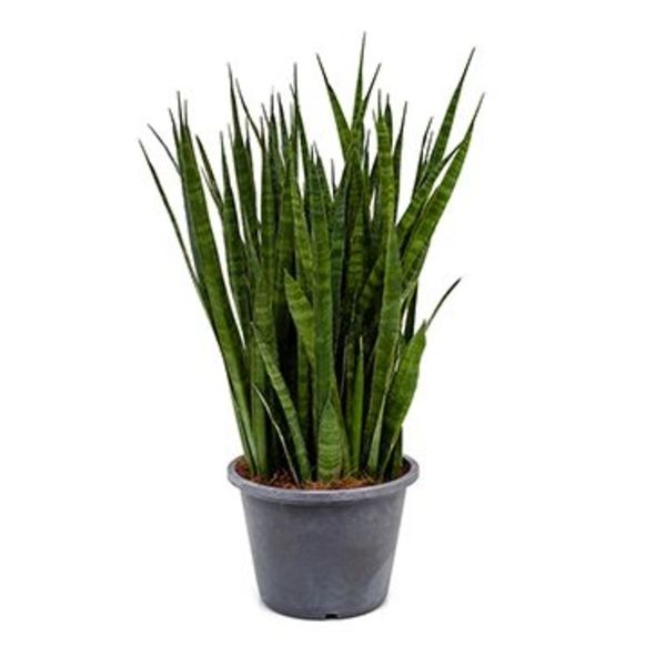 Sansevieria Kirkii Toef large