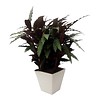 Calathea met Pot Artstone