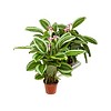 Calathea bicajoux gecko