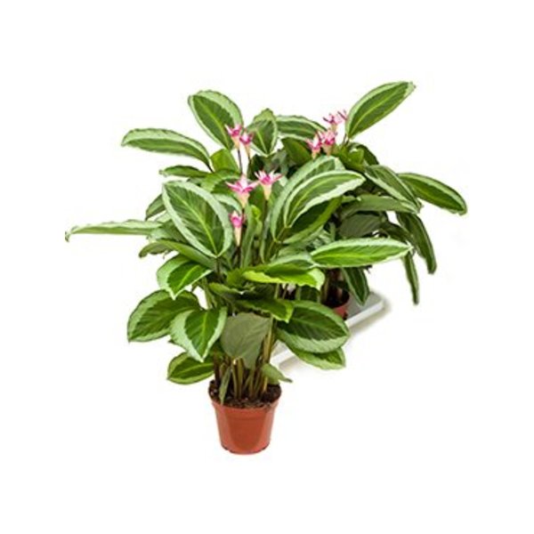 Calathea bicajoux gecko