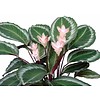 Calathea bicajoux gecko