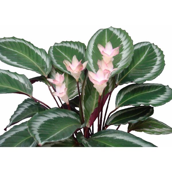 Calathea bicajoux gecko