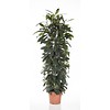 Ficus Cyathistipula XXL