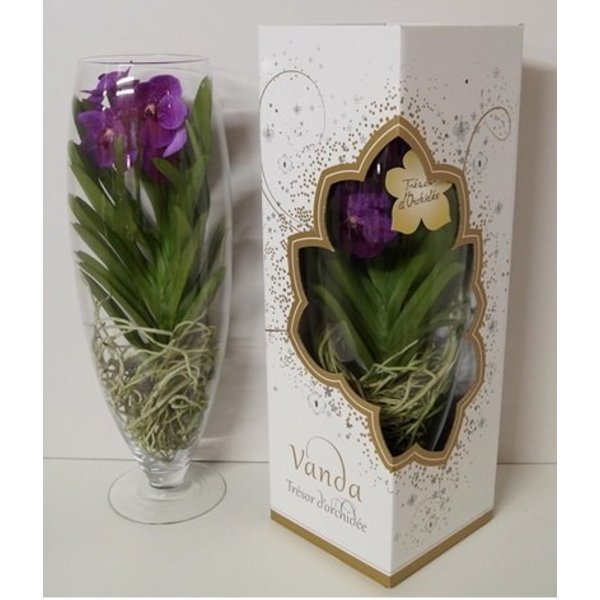 Vanda in Vase Majestic