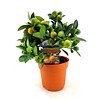 Sinaasappelboom Sinensis Bush Small
