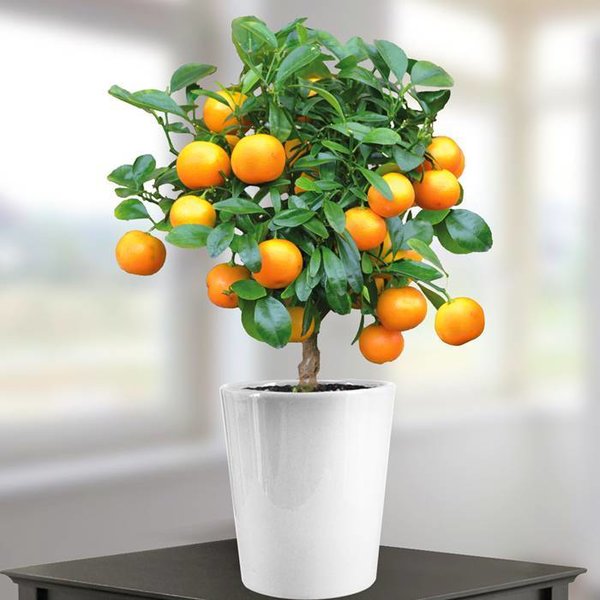 Sinaasappelboom Sinensis Bush Small