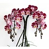 Orchidee Red Waterfall in pot Black