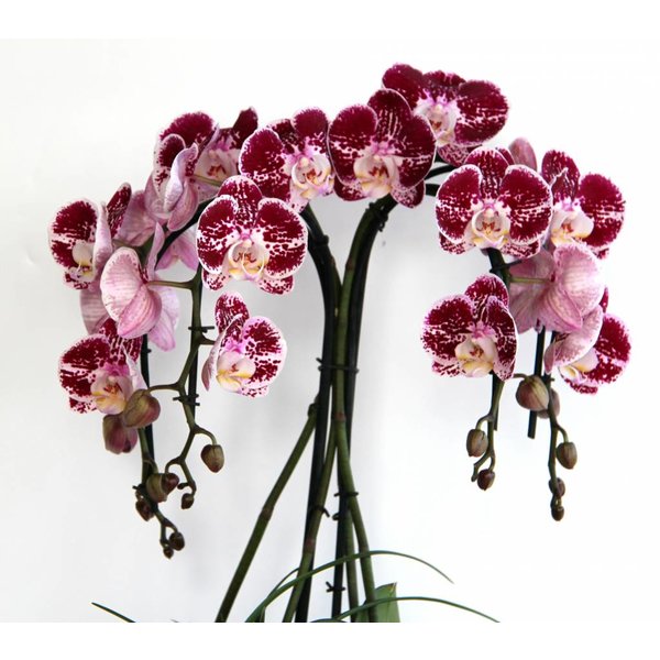 Orchidee Red Waterfall in pot Black