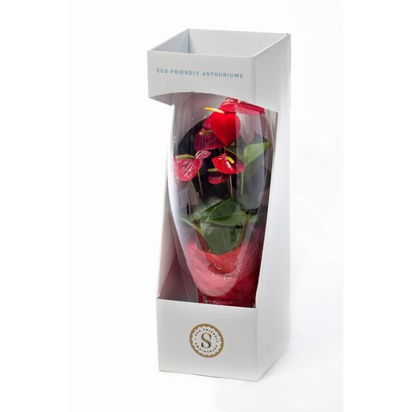  Anthurium Rood in vaas Majest