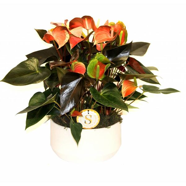 Anthurium Oranje in keramische schaal wit