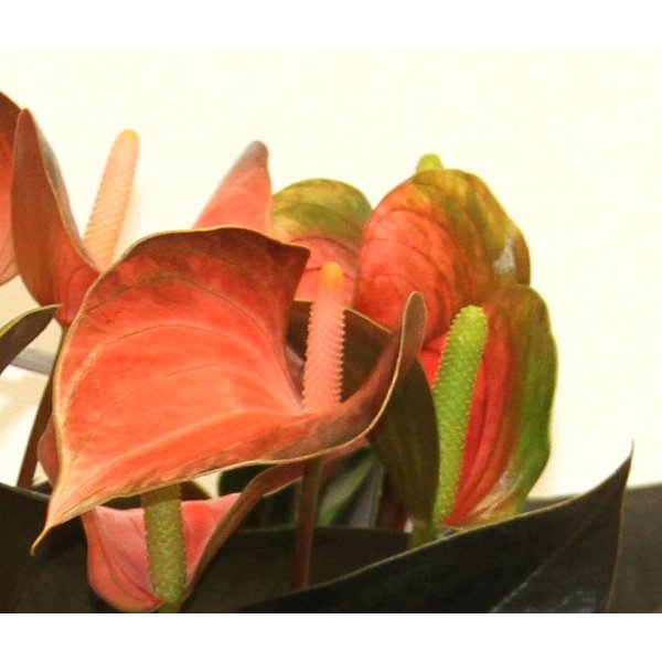 Anthurium Oranje in keramische schaal wit
