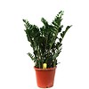 Zamioculcas Zamiifolia large