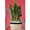 Zamioculcas Zamiifolia large