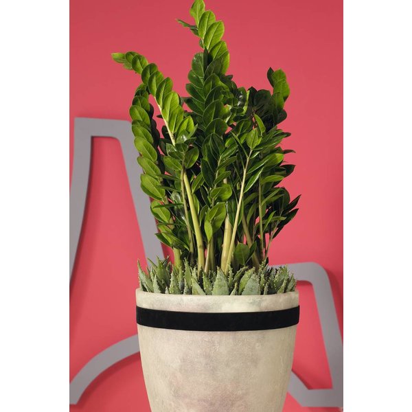 Zamioculcas Zamiifolia large