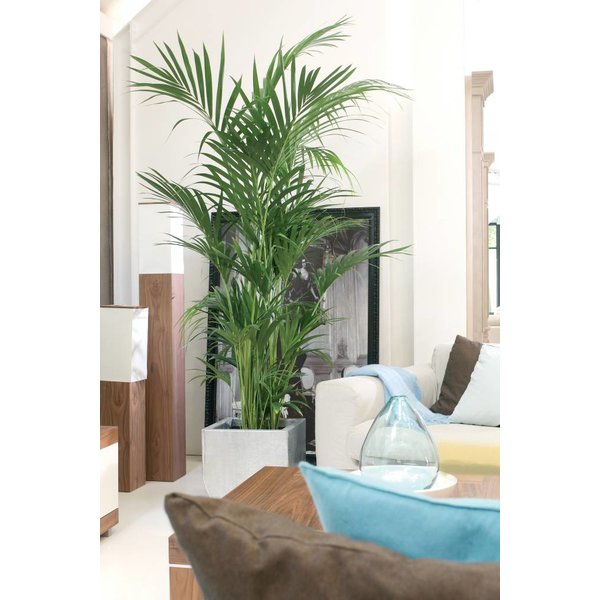 Palm Kentia Howea XL