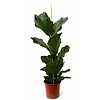 Ficus Vioolbladplant