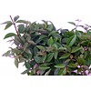 Vetplant Peperomia Angulata Rocca