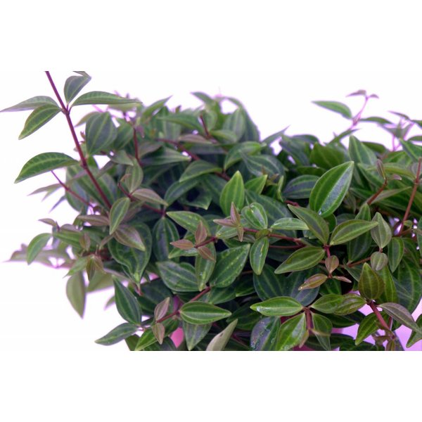 Vetplant Peperomia Angulata Rocca