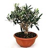 Olijfboom Mini Bonsai
