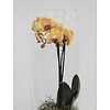 Orchidee Yellow in vaas Majestic