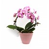 Orchidee Mirror Pink in pot
