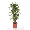 Dracaena Fragans Cintho vertakt XL