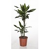 Dracaena twee stammen medium