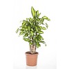 Dracaena Massangeana vertakt large