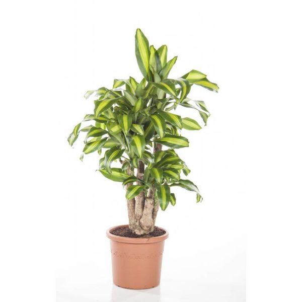 Dracaena Massangeana vertakt large