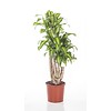 Dracaena Massangeana Vertakt XL