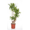 Dracaena Massangeana vertakt XXL