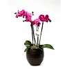Orchidee Palmas Purple in pot