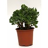 Vetplant ´Coral Shape´