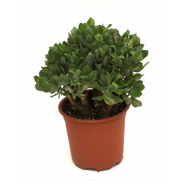 Vetplant ´Coral Shape´
