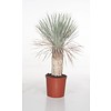 Yucca Rostrata enkele stam XL