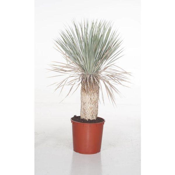 Yucca Rostrata enkele stam XL
