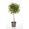 Ficus Exotica Benjamina Spiral medium