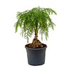 Bonsai Araucaria Cunninghamii medium