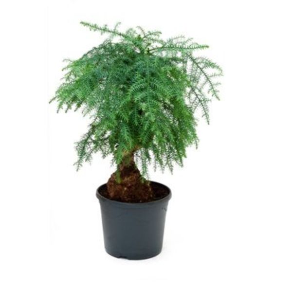 Bonsai Araucaria Cunninghamii large