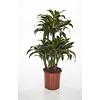 Dracaena Dorado Carrousel
