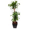 Dracaena met pot Artstone
