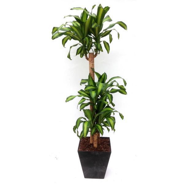 Dracaena met pot Artstone