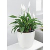 Spathiphyllum in watergevende pot Classico