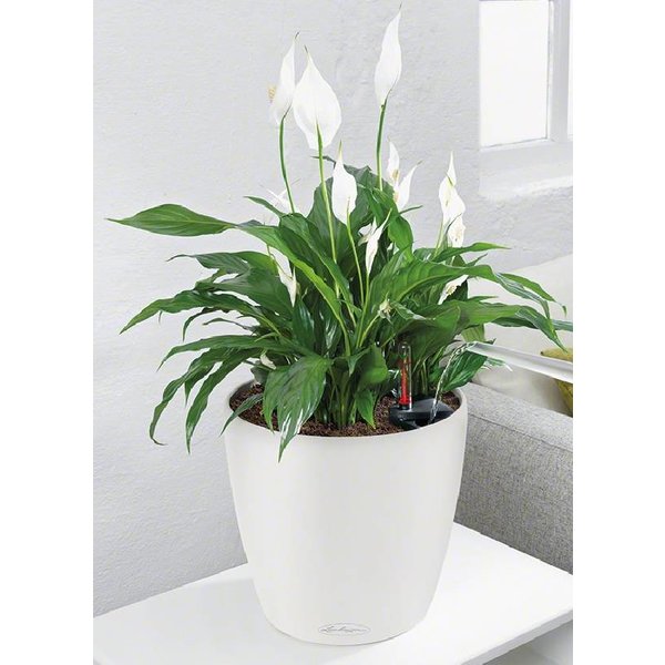 Lechuza Spathiphyllum in watergevende pot Classico