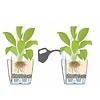 Spathiphyllum in watergevende pot Classico