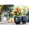 Croton struik mrs Iceton XXL
